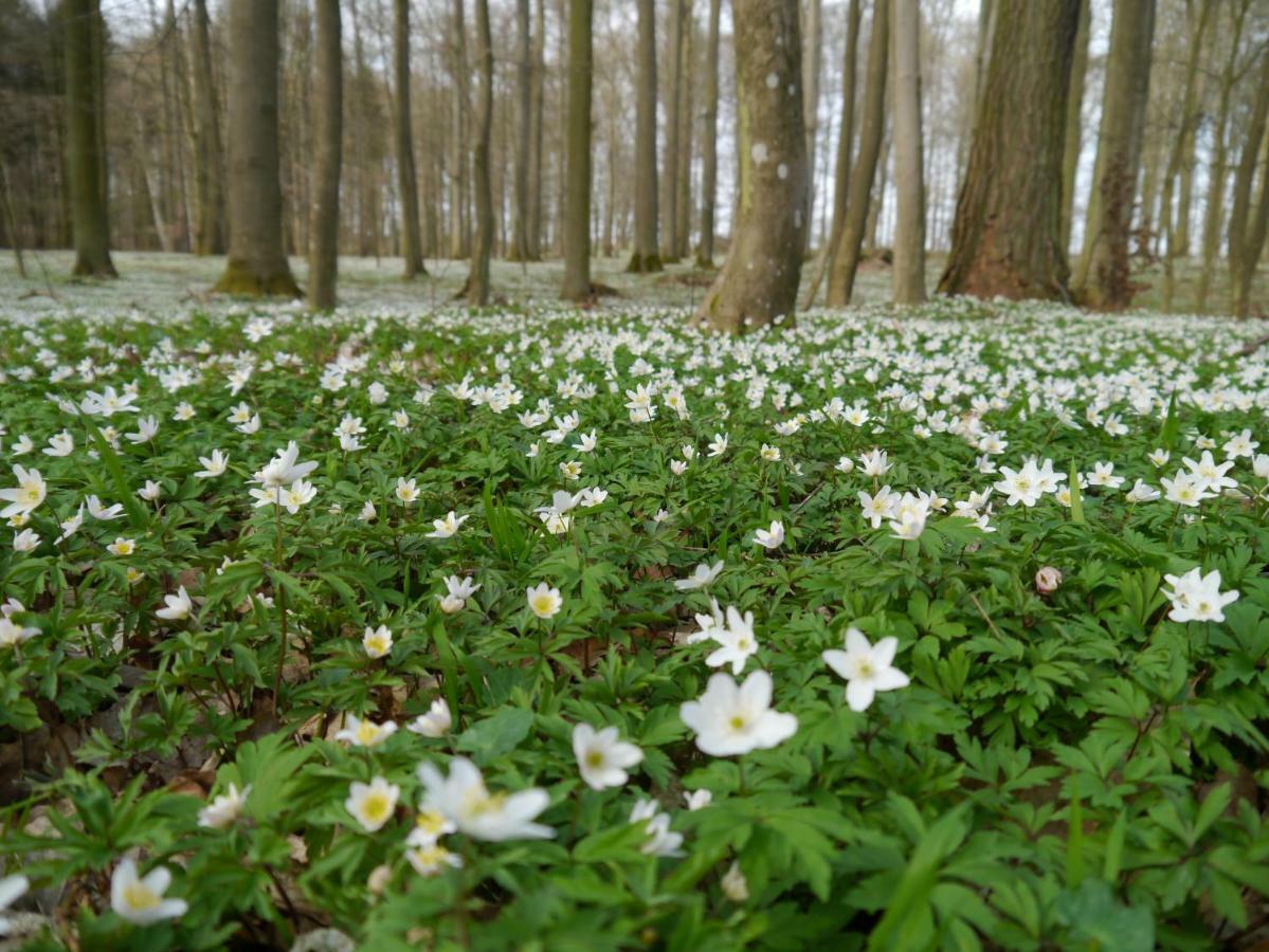 Ferienhaus-Uckermarkblick Apartman Rosenow  Kültér fotó